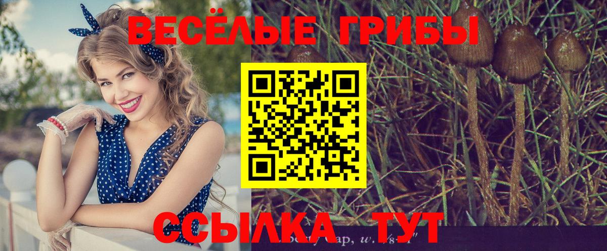 Галлюциногенные грибы Cubensis  Вход с VPN  Минусинск 